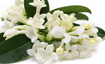 Jasmine Absolute 10% in Palm Oil Fractionated